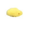 Croll and Denecke L150 Fine-Pored Natural Sponge, Levantiner from the Mittelmeer,