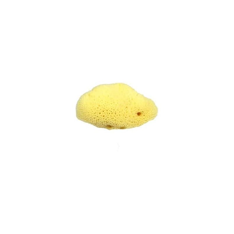 Croll and Denecke L150 Fine-Pored Natural Sponge, Levantiner from the Mittelmeer,