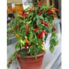 CEMEHA SEEDS - Indoor Masquerade Ornamental Pepper Mix for Pots