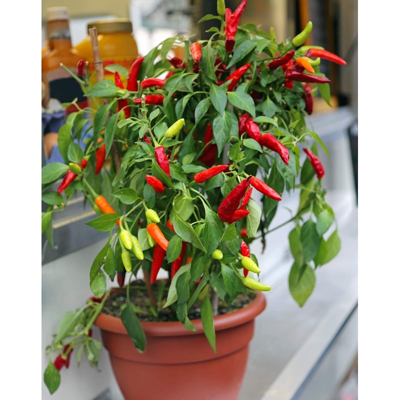 CEMEHA SEEDS - Indoor Masquerade Ornamental Pepper Mix for Pots