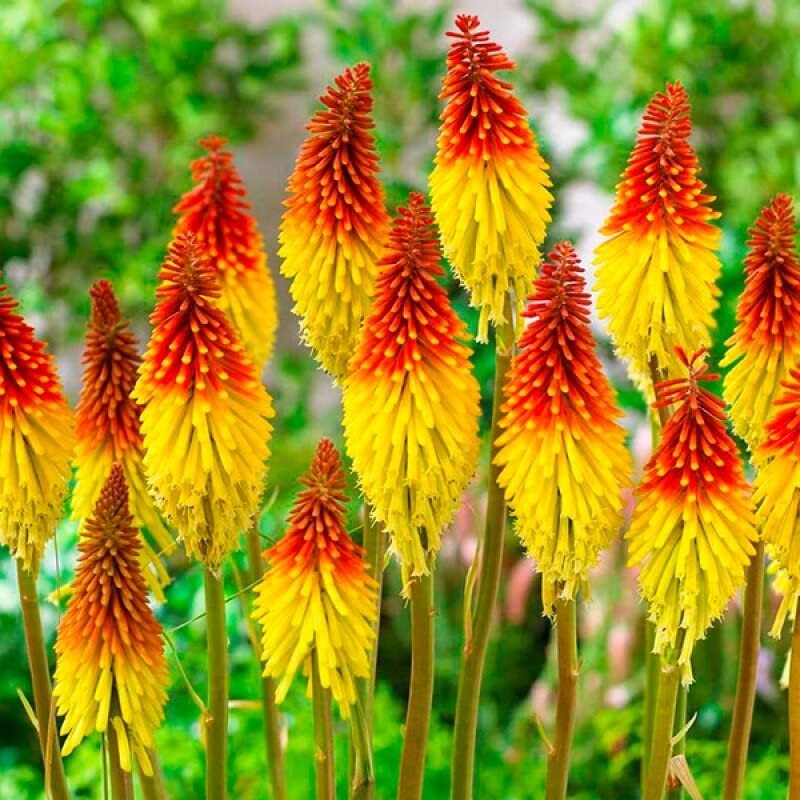 SeedsUP - 80+ Seeds Red Hot Poker Fire Dance -