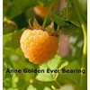 Anne Golden Raspberry Plants-Bare Root Canes–Sweet Tropical Flavor-Certified Disease &