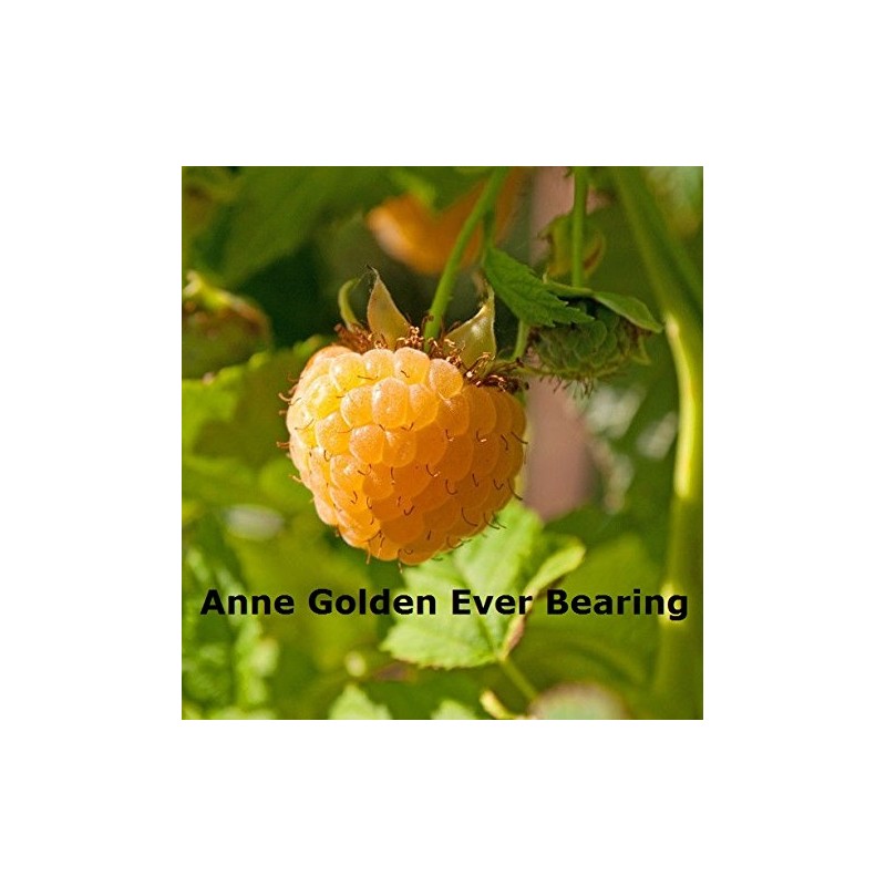 Anne Golden Raspberry Plants-Bare Root Canes–Sweet Tropical Flavor-Certified Disease &