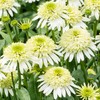 Double White Coneflower Seeds Perennial Fragrant Cut Flowers Drought Tolerant
