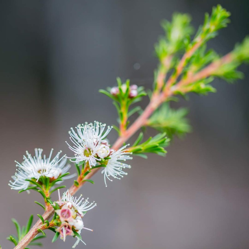 Kunzea Oil (Kunzea ambigua) - 100% Pure Essential Oil [Therapeutic