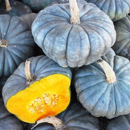 10+ Pumpkin Vegetable Seeds for Planting Outdoors Non-GMO Heirloom