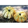 10 Carnival Squash Seeds. USA Seeds. Organic. Ships free