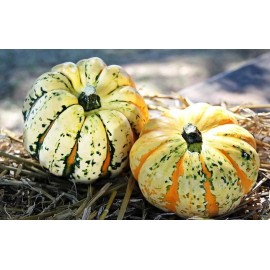 10 Carnival Squash Seeds. USA Seeds. Organic. Ships free