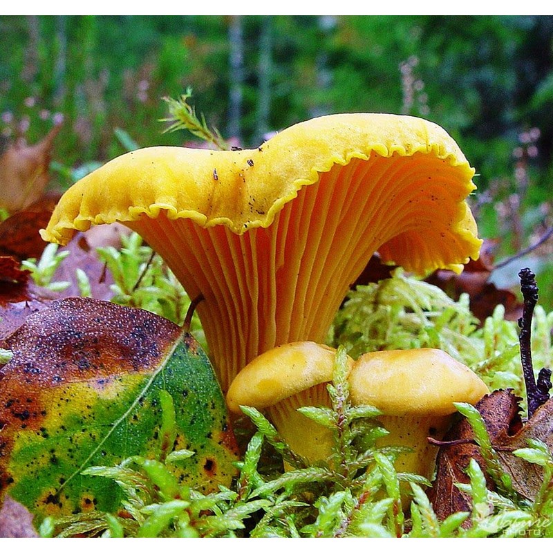 RAISE ME UP: Chanterelle Mushrooms Spores Non GMO Heirloom 100