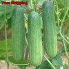 Treevale Cucumber Seeds, Asia Summer Cucumber Seeds | NON-GMO, Organic