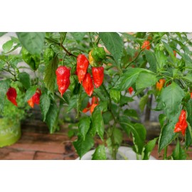 Sunshine Seeds Bhut Jolokia Red Ghost Pepper Seeds (15) / ORGANIC / FLORIDA GROWN / VERY SPICY
