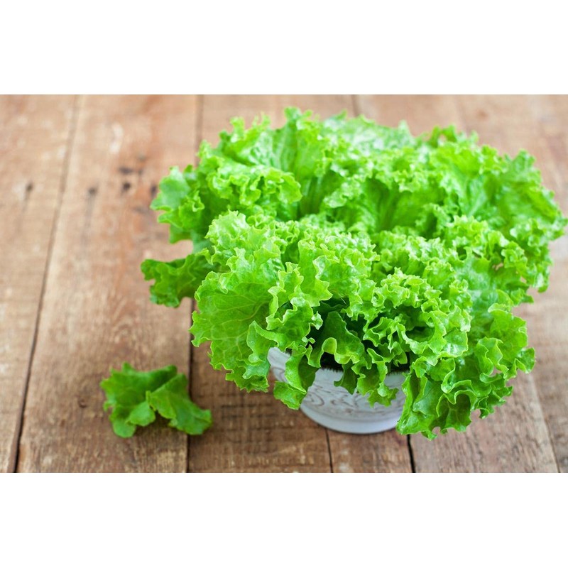 KIRA SEEDS - Seeds Green Year-Round Indoor Lettuce - 35