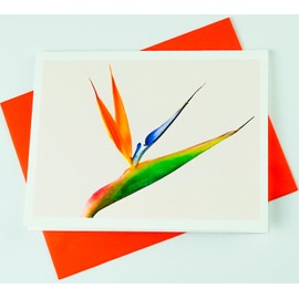 Blooming Flowers – Bird of Paradise – High End Photographic Heavy Smooth Note Cards 8 w/10 Colored Envelopes, Boxed Set (4.25"x 5.50") Blank Inside - Made in USA