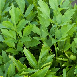 Lovage Herb Garden Seeds - 1 Oz ~10,000 Seeds - Non-GMO Medicinal Herbal Gardening & Microgreens Seeds - Annual - Loveage