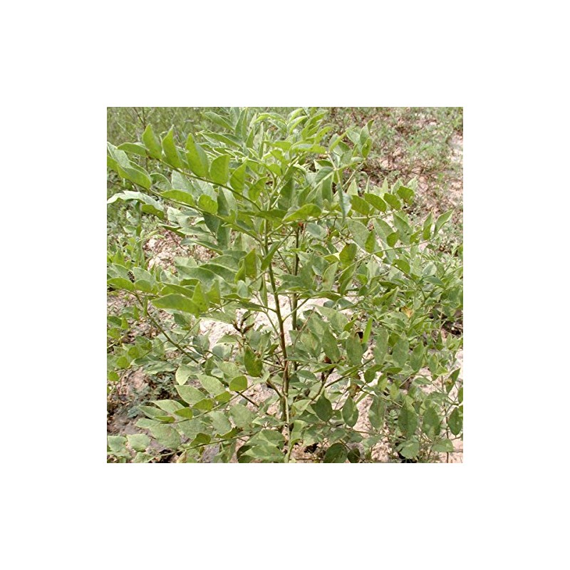 Palm Beach Medicinal Herbs - Chinese Licorice (Glycyrrhiza uralensis) -