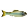 Panorama - Ghost Minnow - Size: 6.5" (2/pk)