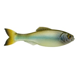 Panorama - Ghost Minnow - Size: 6.5" (2/pk)