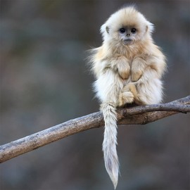 Birthday/Blank Greeting Card For Him/Her - Male/Female - 'Tiny Warm-Up' Little Monkey - General Card Suitable for Birthday and Other Occasions - Made in the UK - Eco-Friendly