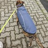 Mile High Life | Dog Raincoat | Adjustable Water Proof
