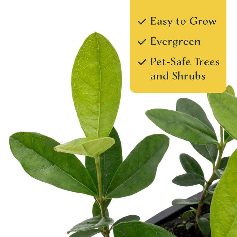 6 Pineapple Guava (Feijoa) Trees | 6 Saplings in 2.5-inch