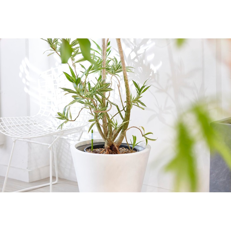 Cabinoche C-0031-GR SUSTEE Watering Checker Susty Bulk, S Size, Green