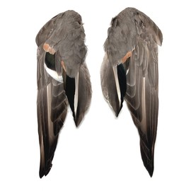 Complete Duck Wings per Pair (#1 Grade Pintail Wings)