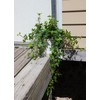 American Plant Exchange English Ivy – Live 6-Inch Potted Trailing