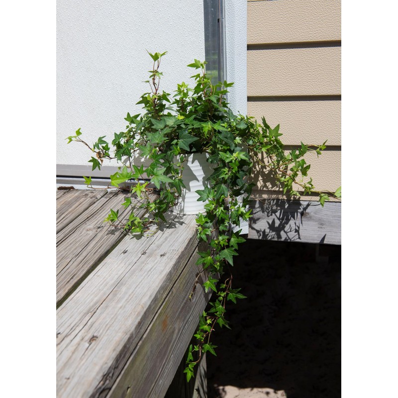 American Plant Exchange English Ivy – Live 6-Inch Potted Trailing