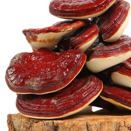Domestic reishi mushroom whole round 500g packs (5) / 국산 영지버섯 통 원형 500g 5개
