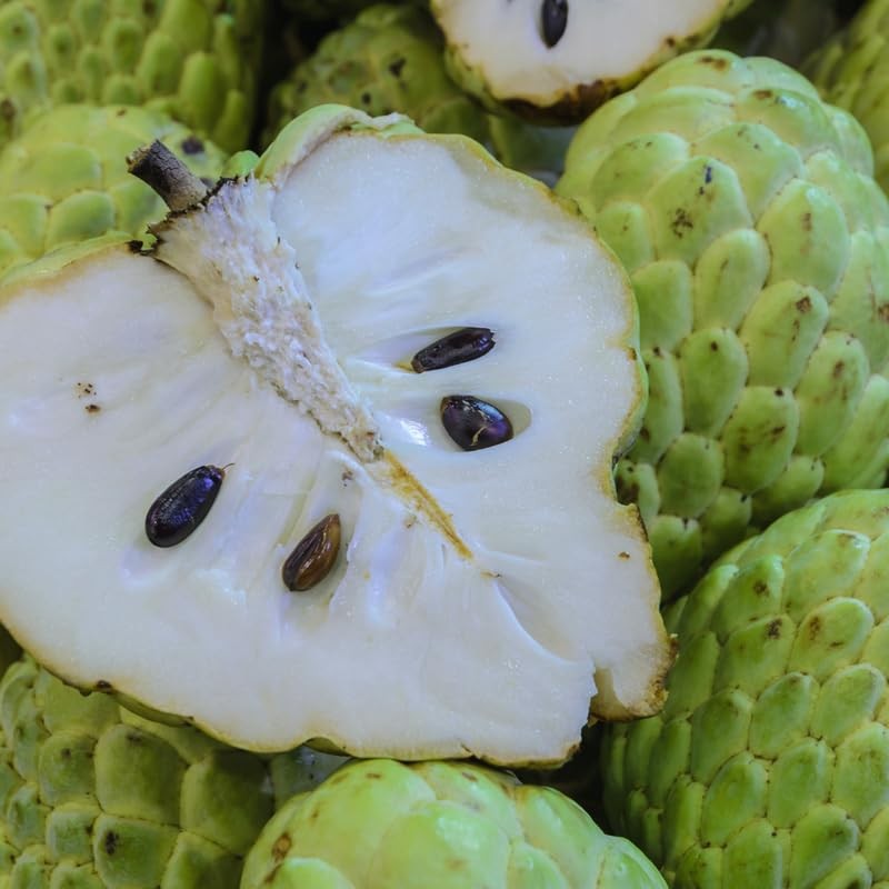 12 Sugar Apple Tree Seeds, Sweetsop Fruit Seeds, Sugar Apple