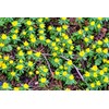 Winter Aconite Flower Bulbs for Planting - Eranthis Cilicica (10
