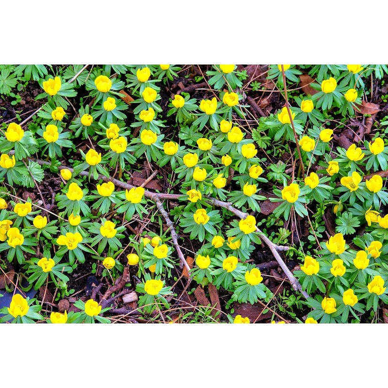 Winter Aconite Flower Bulbs for Planting - Eranthis Cilicica (10