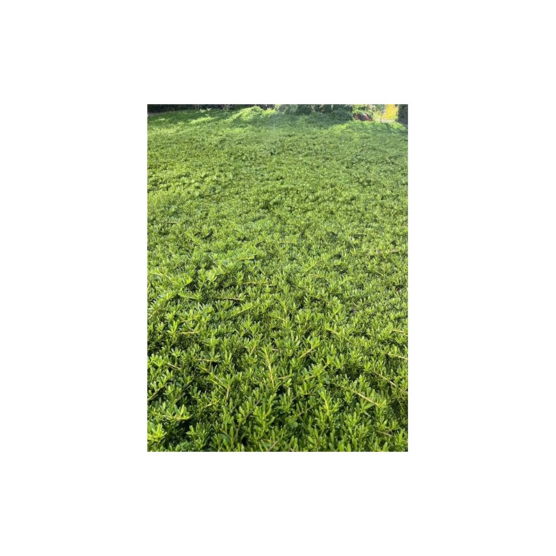 Myoporum Parvifolium Creeping Boobialla Plant, 5-6 inch Cuttings (10)