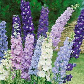 Outsidepride 100 Seeds Perennial Delphinium Magic Fountain Crystals Garden Flower Seed Mix for Planting