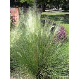 Perennial Farm Marketplace Muhlenbergia c. 'White Cloud' (Muhly) Ornamental Grass, Size-#1 Container, Blue Green Foliage
