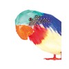 Boland - Parrot Decoration, Multicoloured, 52354