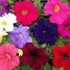 22Day Seeds: Seeds Petunia Unicum Mix/Petunia x hybrida/Annual Flowers
