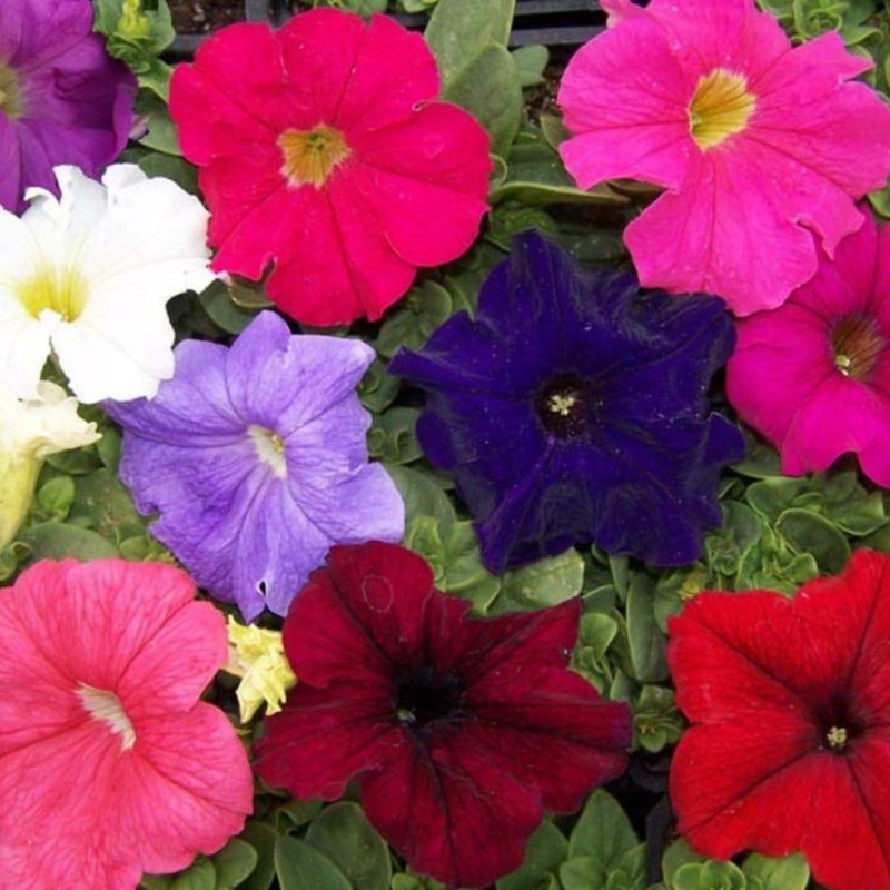 22Day Seeds: Seeds Petunia Unicum Mix/Petunia x hybrida/Annual Flowers