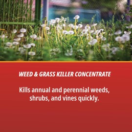 Martins 16 oz Eraser 41% Glypho Clear