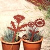 STEELDECO Garden Picks Plant Container - Powder Paint Coating -