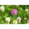 Pure Herbs: Red Clover Blended - 1 oz.