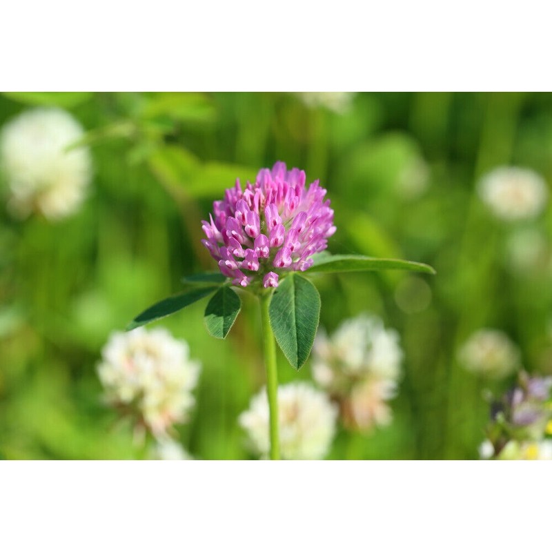Pure Herbs: Red Clover Blended - 1 oz.