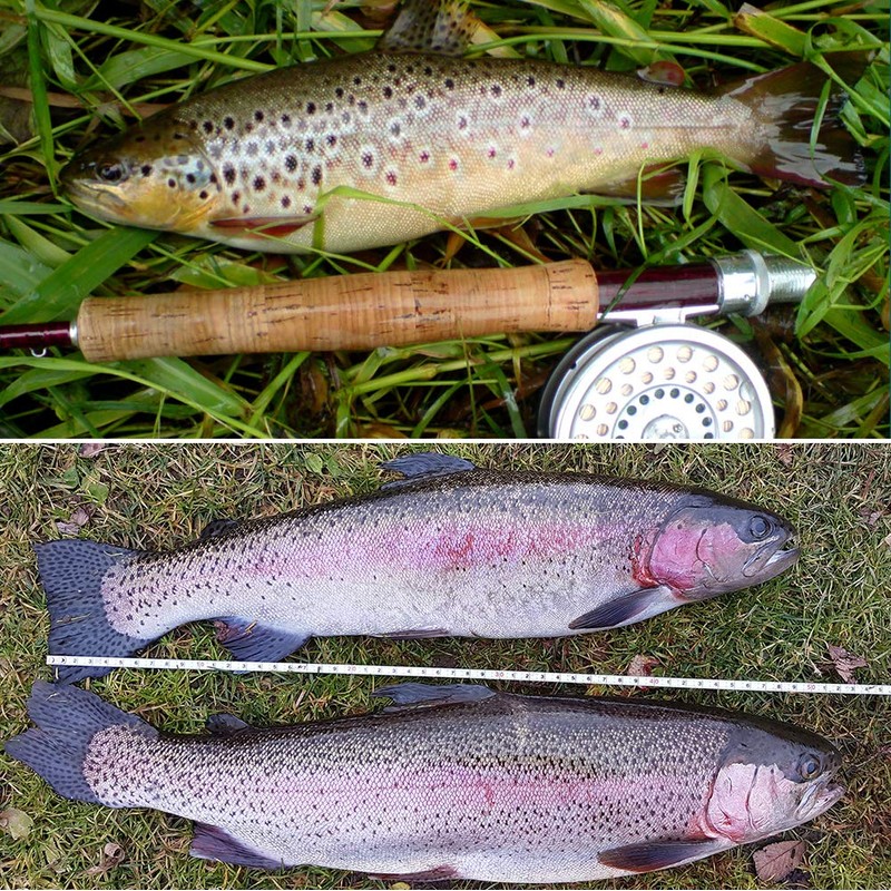 YZD Realistic Trout Hand Tie Fly Fishing Flies Collection Dry