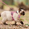 Cat Harness and Leash for Walking, The Upgrade Can be