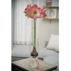 Chalily Flower Vase - Glass Bulb Vase, Tall | Great