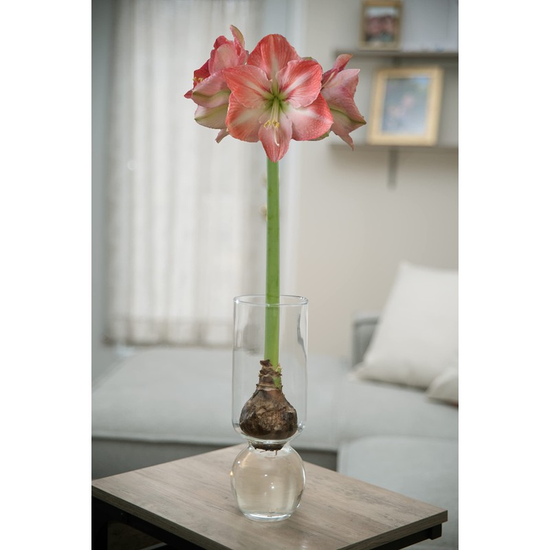 Chalily Flower Vase - Glass Bulb Vase, Tall | Great