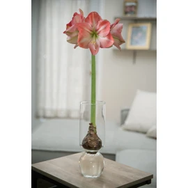 Chalily Flower Vase - Glass Bulb Vase, Tall | Great for Amaryllis Paperwhites and Hyacinth | Stunning Custom Glass | NO Messy Soil | Hydroponic Glassware | Self Watering Container | 1 - Count
