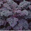500 Scarlet Kale Seeds for Planting Heirloom Non GMO 2+