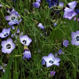 GILIA Tricolor (Bird's Eyes) Flower Seeds, Distinctive Appearance, Highly Attractive to Pollinators, Seeds by MySeeds.Co, You Choose The Amount (1 oz)