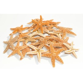 NessaStores Sugar StarFish Sea Shell Wedding Real Craft 3" - 4" (24 pcs) #JC-57
